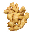 Wholesale cheap price new crop fresh ginger